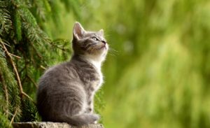 Grey Kitten outside