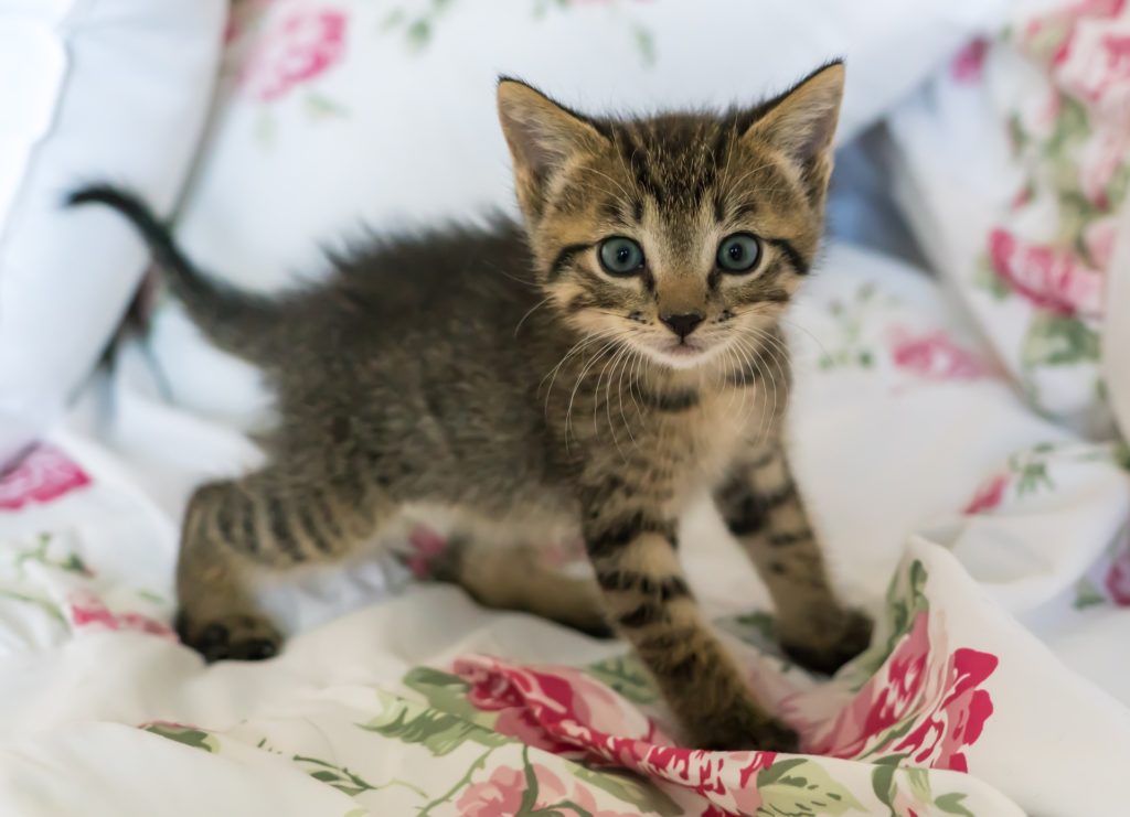 Little Kitten